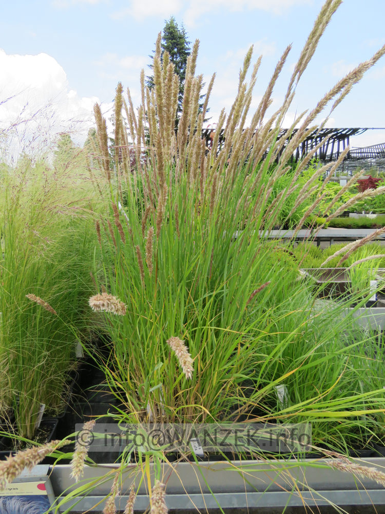 Melica cilliata 02.JPG